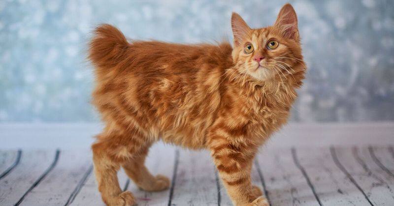 Manx: Island Bobcat
