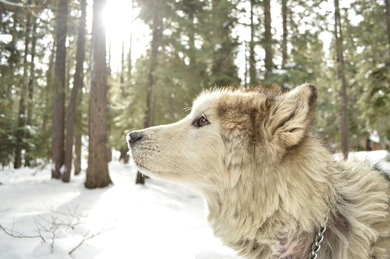 Wolf Hybrids