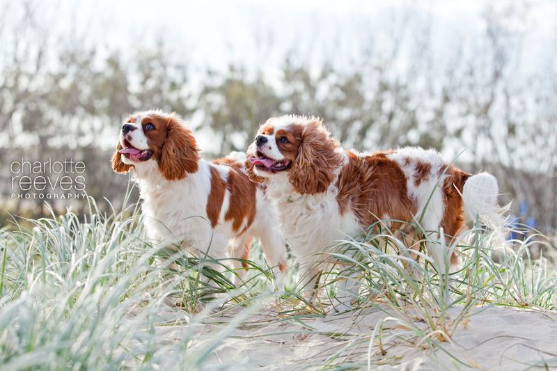 Cavalier King Charles Spaniels: Royal Cuddle Buddies