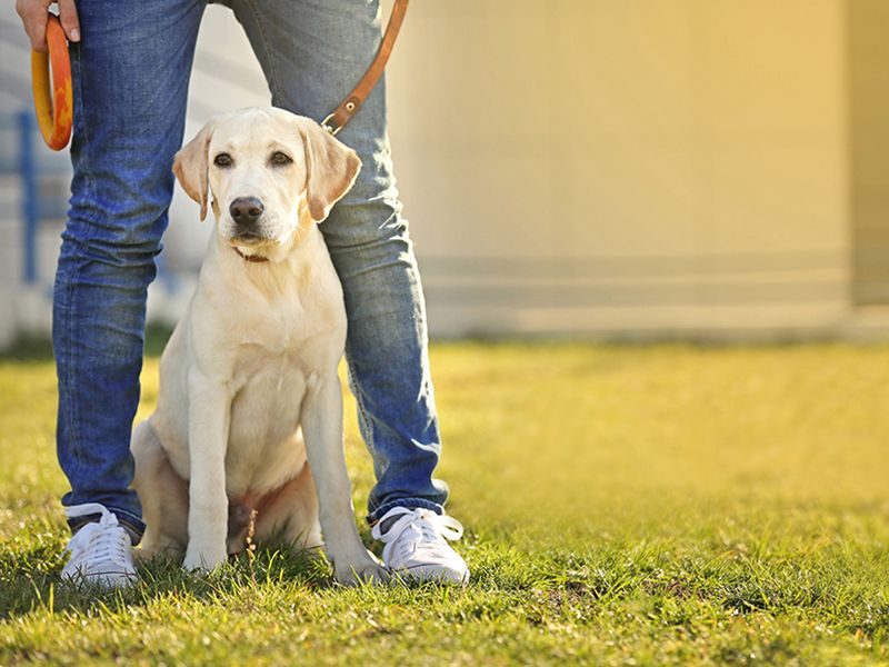 Labrador Retrievers: America's Favorite Makes An Appealing Target