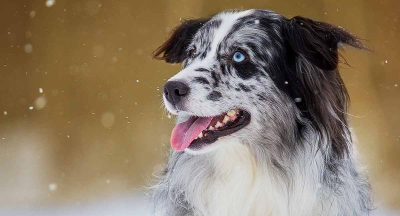 Australian Shepherds: Energetic Brain Power