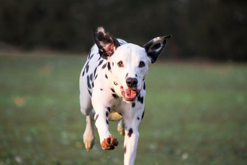 Dalmatians