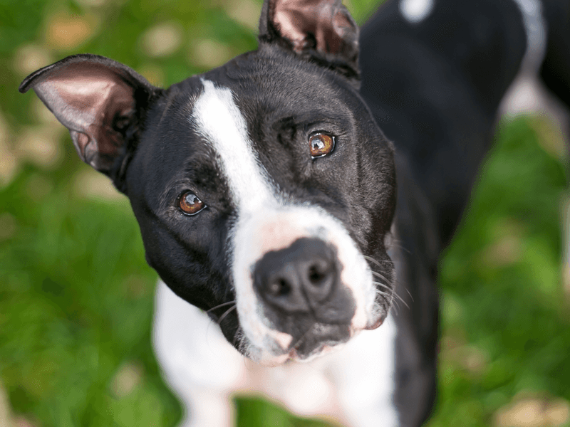 Pit Bull Terriers