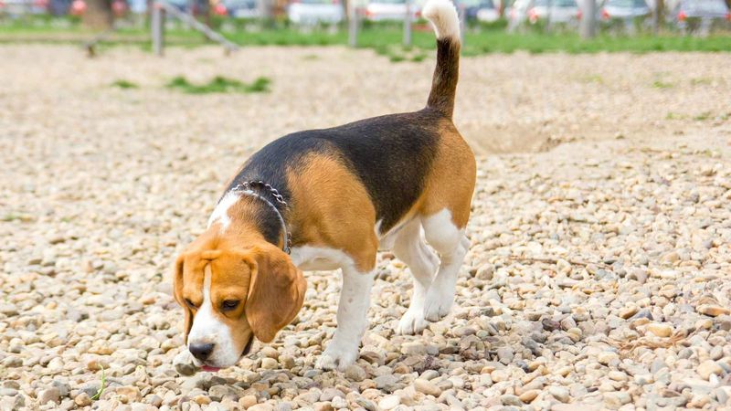 Beagle