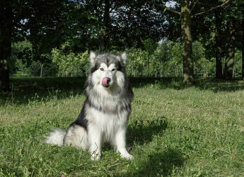 Alaskan Malamute