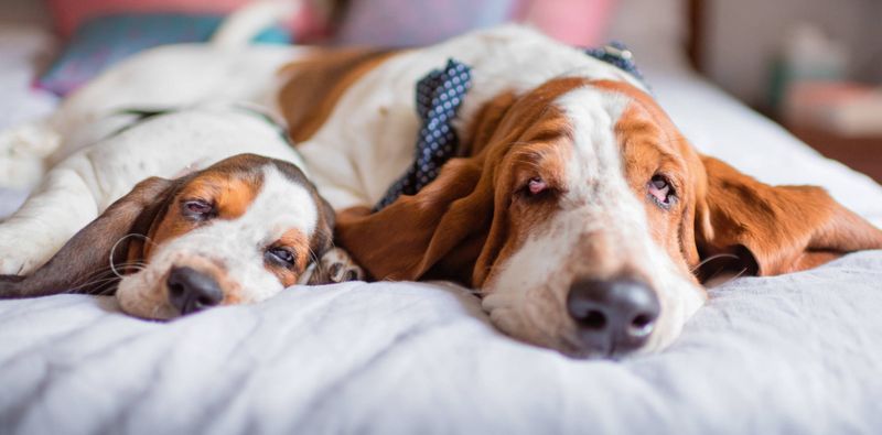 Basset Hound