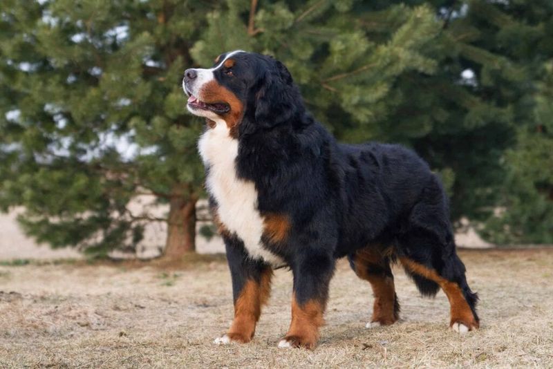 Bernese Mountain Dog