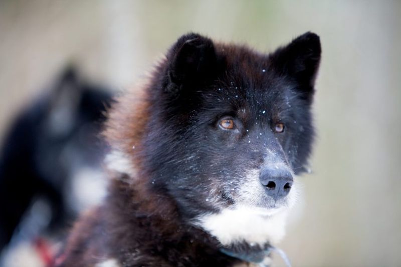 Canadian Eskimo Dog