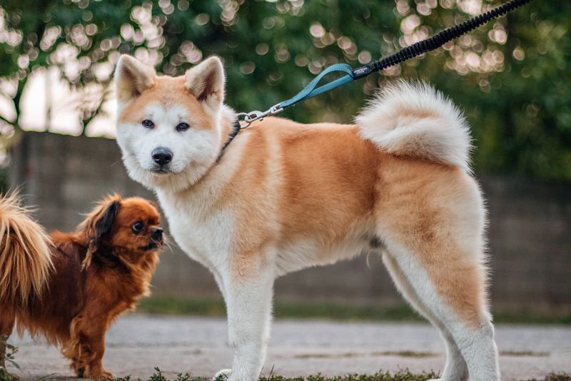 Akita: Powerful Guardians With Strong Opinions
