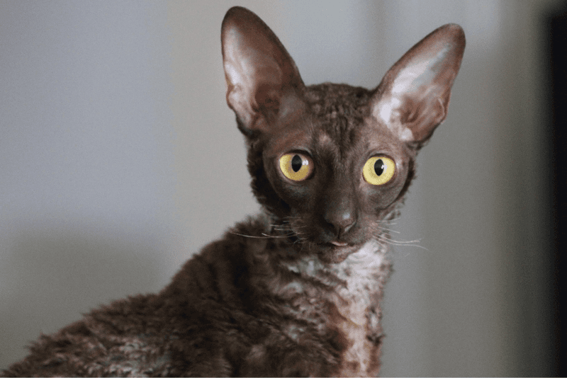 Cornish Rex: Lightweight Nomads