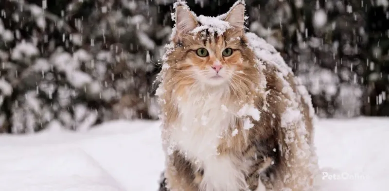 Norwegian Forest Cat Maine Coon Mix