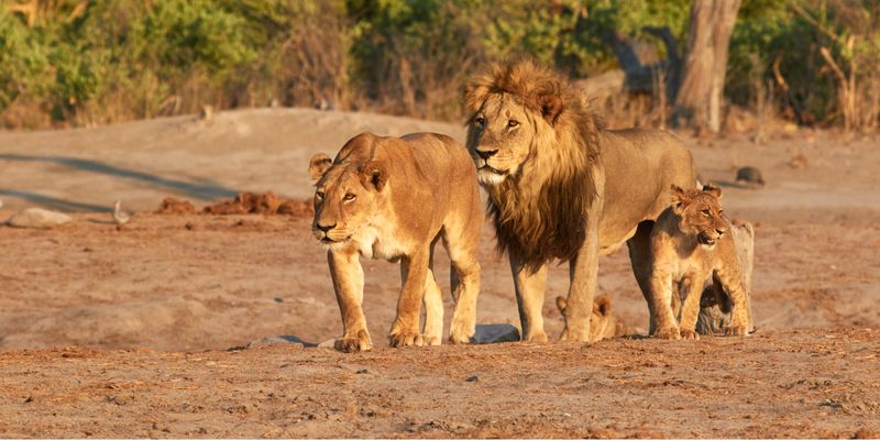 Lion