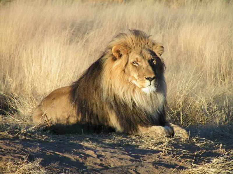 Lion