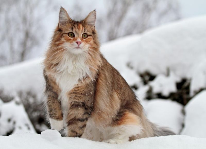 Norwegian Forest Cat