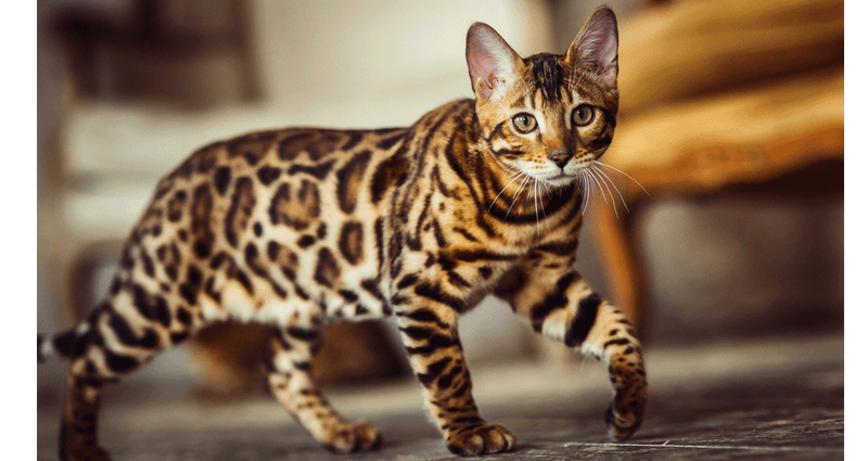Bengal