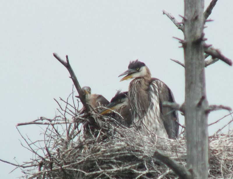 Apartment Living: Colonial Nesters Create Bird Daycares