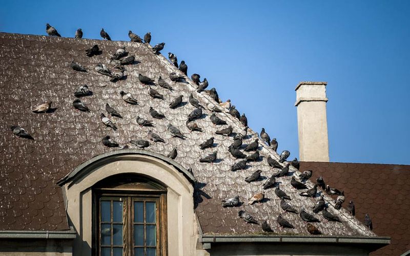 Roof Wrecking Crews: Pigeons