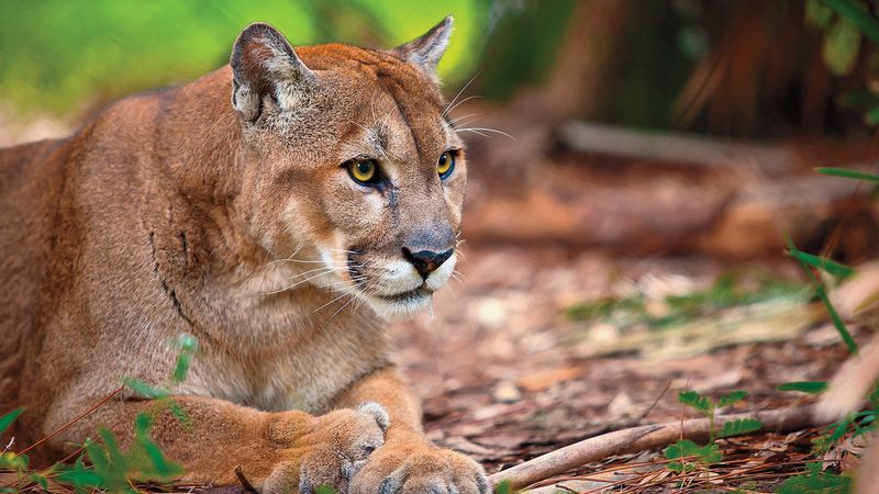 Florida Panther
