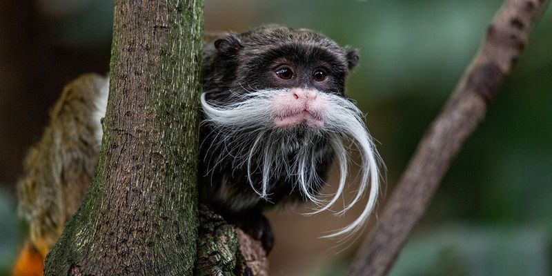 Emperor Tamarin: The Mustachioed Monarch