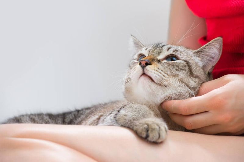 Sign #4: You're A First-Time Pet Owner