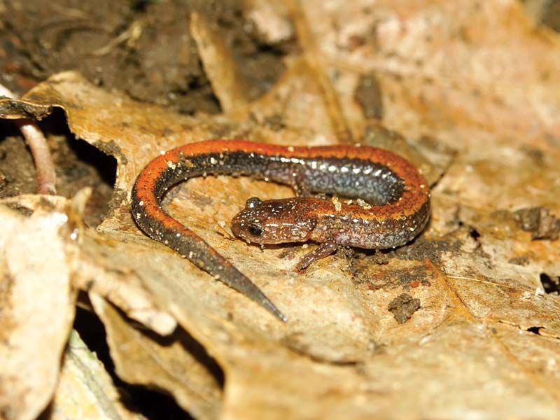 Lungless Salamanders