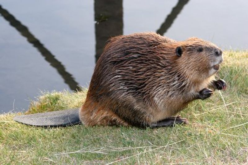 Not Alone: Other Returning Species