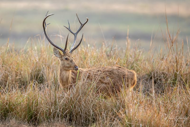 Barasingha