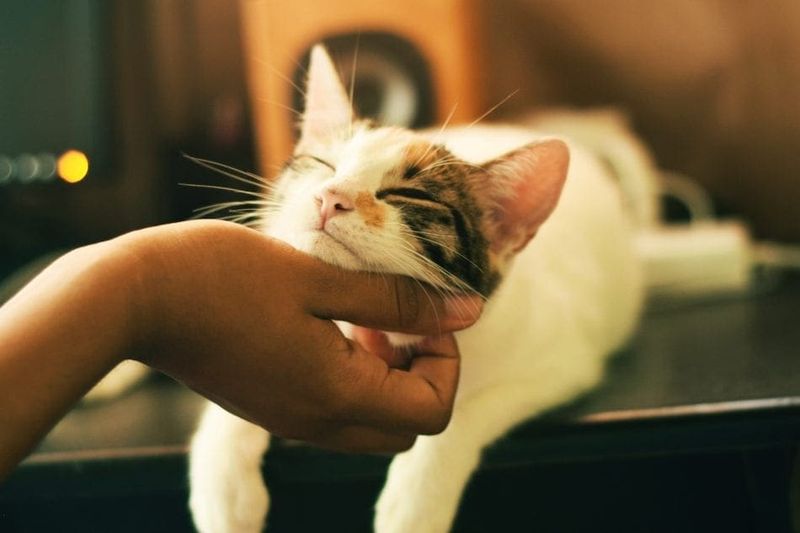 The Gentle Touch