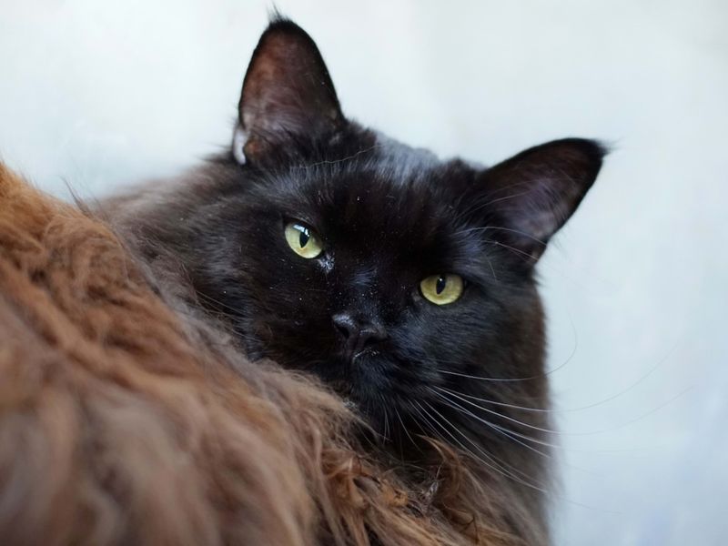 A Regal Stare
