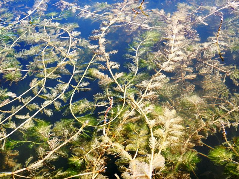 Green Menace: Eurasian Watermilfoil