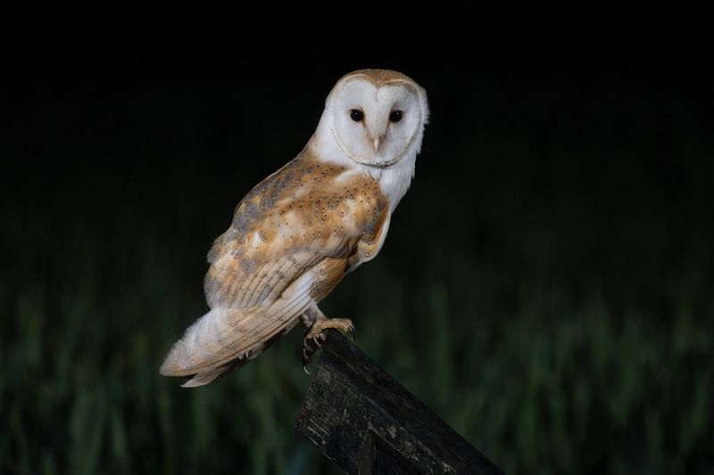 Extraordinary Night Vision