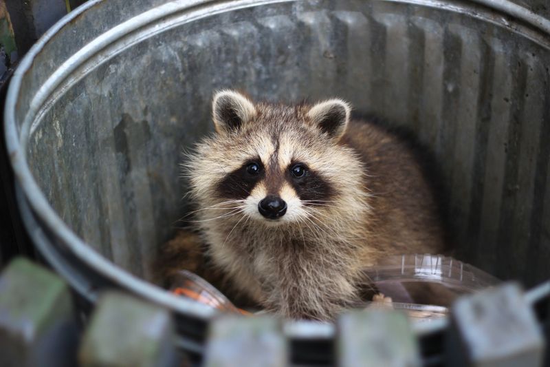 Attic Destroying Masterminds: Raccoons