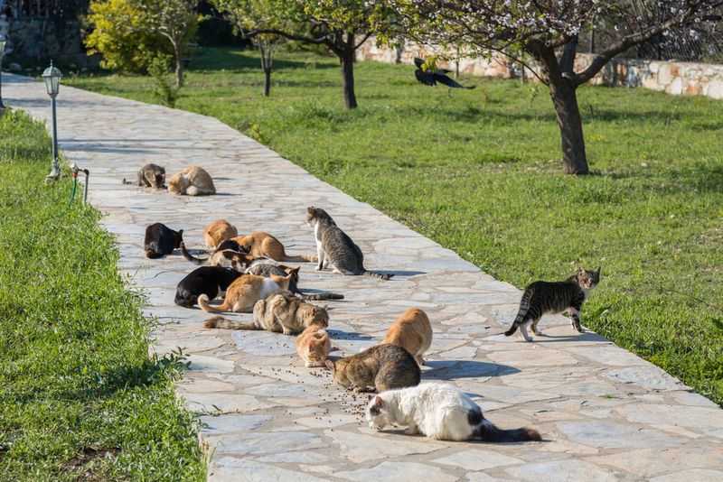 Group Defense Formations
