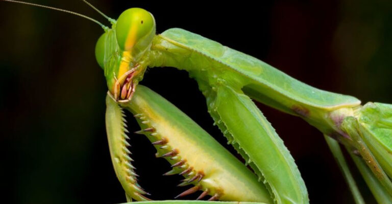 Silent Predator: What Makes The Mantis Nature’s Ultimate Assassin?