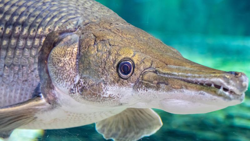 River Monster: Alligator Gar