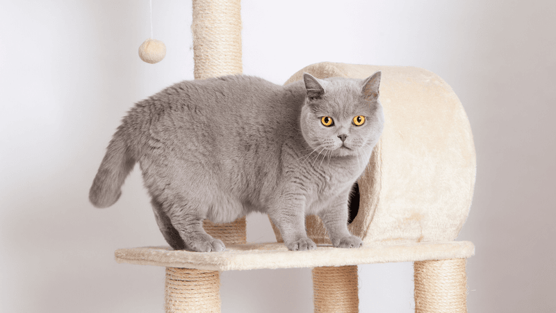 Misunderstood Masterminds: The British Shorthair
