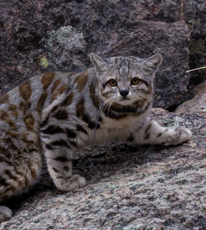 Endangered Status