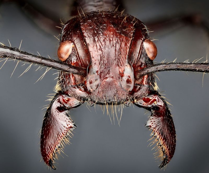 Nightmare Neighbors: Bullet Ants