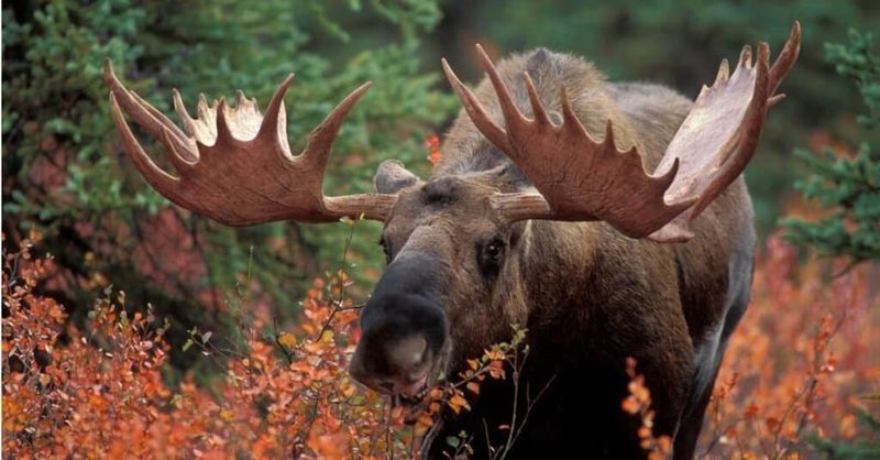 The Unexpected Killer: Moose