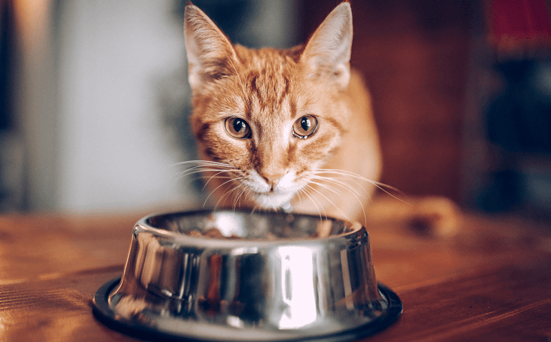 Appetite Changes Differ Dramatically