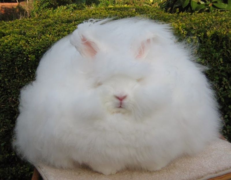 Angora Rabbits: The Fluffiest Bunnies
