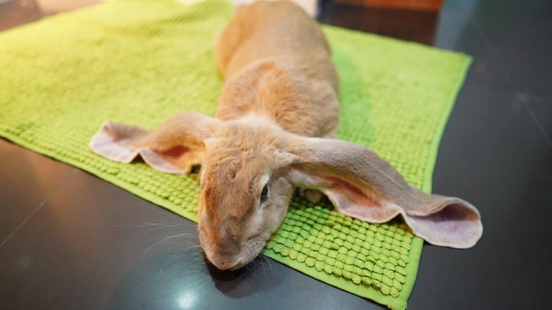 English Lop Rabbits