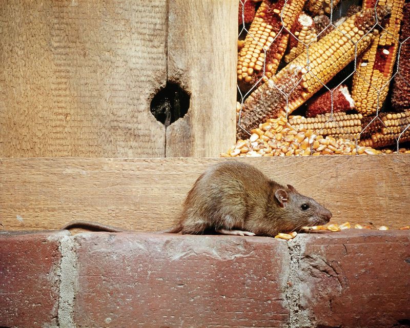 Rats: Unintentional Shapers Of History