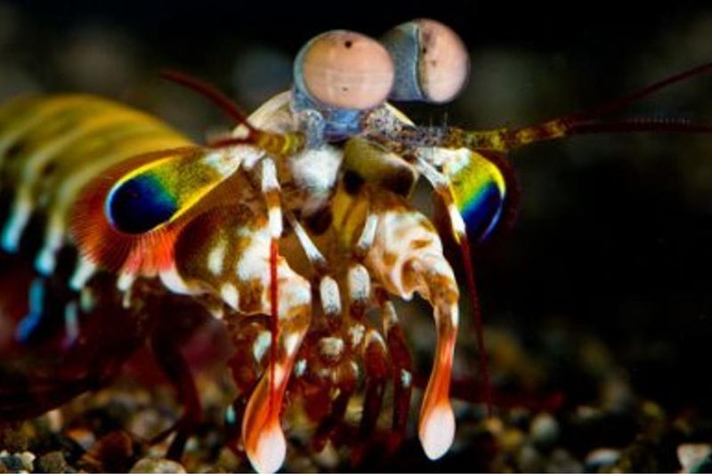 Mantis Shrimp