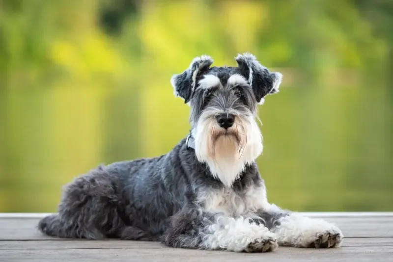 Velcro Dogs With Whiskers