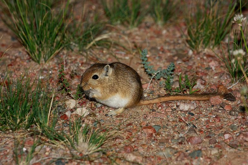 Mongolian Gerbils: Desert-Adapted Socialites