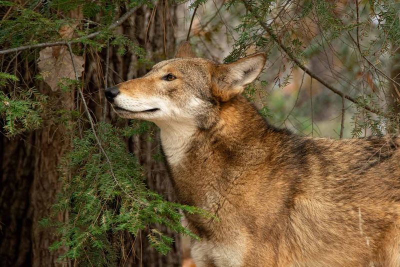 Red Wolf – America's Forgotten Predator