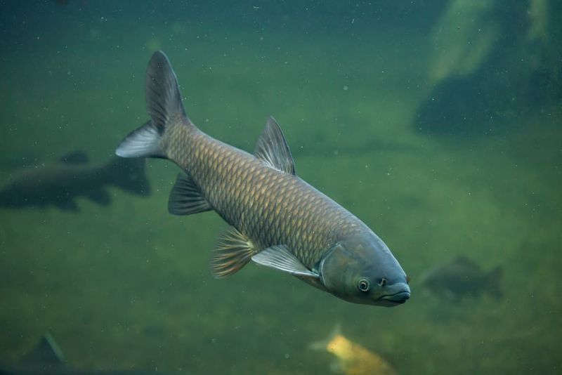 Grass Carp