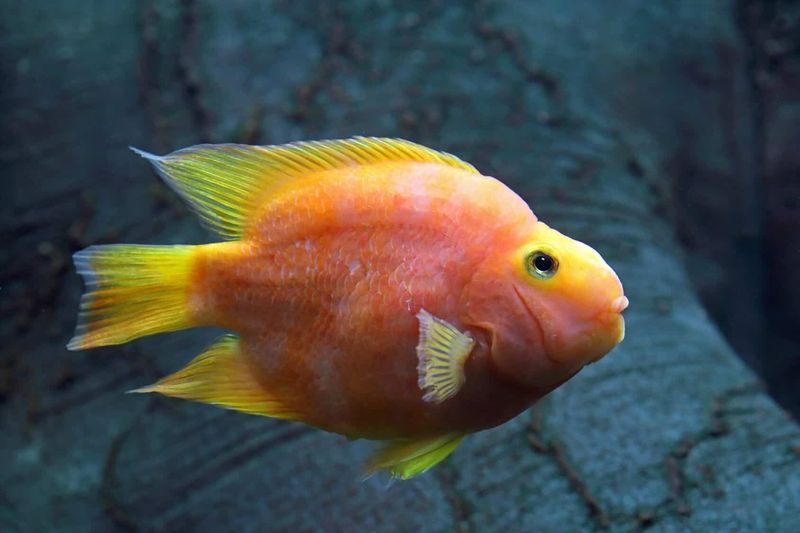 Blood Parrot Cichlid – The Orange Oddballs