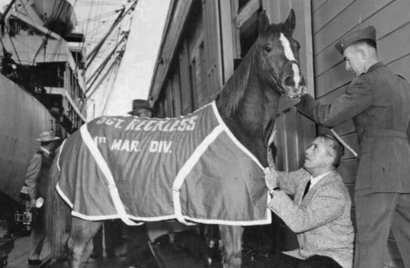 Sergeant Reckless: The Marine With Hooves